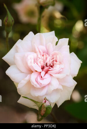 Pale Pink Rose' Rosa Klettern Cecile Brunner' Stockfoto