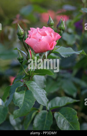 Coral Pink Rose, Rosa Sommer Wein" korizont' Stockfoto