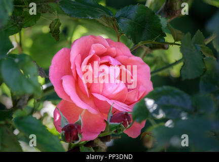 Dunkle Koralle - rosa Rose, Rosa Malaga' Stockfoto