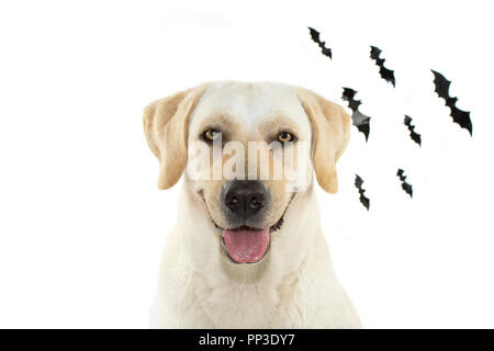 Hund feiern Halloween mit DEFOKUSSIERTEN BLAK FLEDERMÄUSE wie Hintergrund. Isoliert gegen weißen Hintergrund. Mit kopieren. Stockfoto