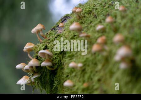 Wald Motive bei Snowdonia National Park Stockfoto