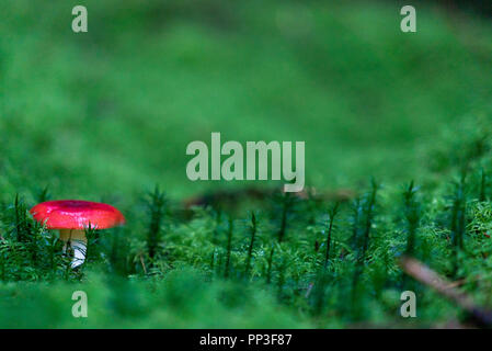 Wald Motive bei Snowdonia National Park Stockfoto