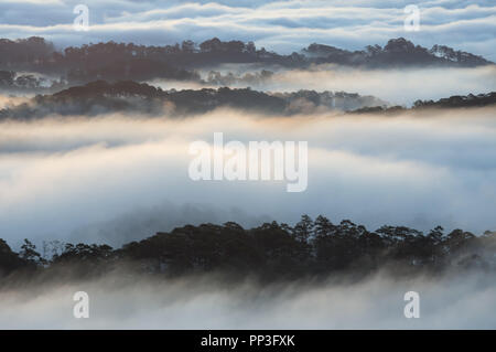 Hintergrund mit Nebel Abdeckung Kiefernwald und Magie des Lichts, Sonnenstrahlen, Artwork aufwendig gemacht, Landschaft und Natur, Bild für den Druck, Anzeige Stockfoto