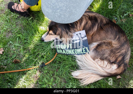 Non-violente Umwelt Demonstration gegen RWE Braunkohletagebauen und Zerstörung von Hambach Wald, Deutschland. Die Demonstranten von der Polizei vertrieben: Stockfoto