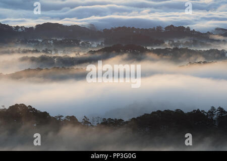 Hintergrund mit Nebel Abdeckung Kiefernwald und Magie des Lichts, Sonnenstrahlen, Artwork aufwendig gemacht, Landschaft und Natur, Bild für den Druck, Anzeige Stockfoto