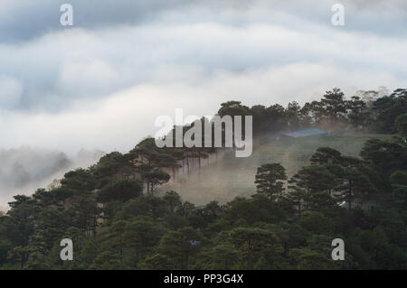 Hintergrund mit Nebel Abdeckung Kiefernwald und Magie des Lichts, Sonnenstrahlen, Artwork aufwendig gemacht, Landschaft und Natur, Bild für den Druck, Anzeige Stockfoto