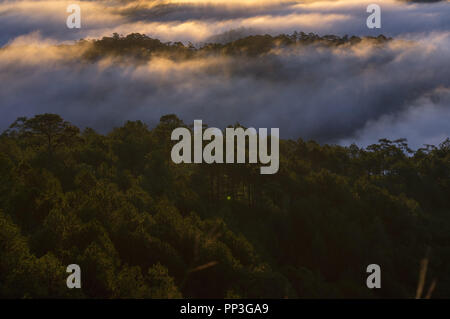 Hintergrund mit Nebel Abdeckung Kiefernwald und Magie des Lichts, Sonnenstrahlen, Artwork aufwendig gemacht, Landschaft und Natur, Bild für den Druck, Anzeige Stockfoto