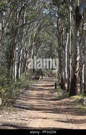 Scribbly gum Eukalyptusbäumen in der Nähe der Brindabella Ranges Bendora Arboretum, ACT, Australien Stockfoto