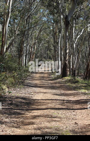 Scribbly gum Eukalyptusbäumen in der Nähe der Brindabella Ranges Bendora Arboretum, ACT, Australien Stockfoto