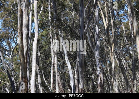 Scribbly gum Eukalyptusbäumen in der Nähe der Brindabella Ranges Bendora Arboretum, ACT, Australien Stockfoto