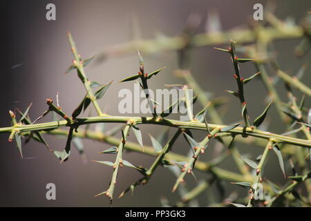 Spiky leaved einheimische australische Werk in ACT Buschland in der Nähe der Brindabella Ranges Bendora Arboretum, Stockfoto