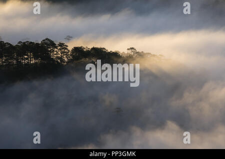 Hintergrund mit Nebel Abdeckung Kiefernwald und Magie des Lichts, Sonnenstrahlen, Artwork aufwendig gemacht, Landschaft und Natur, Bild für den Druck, Anzeige Stockfoto