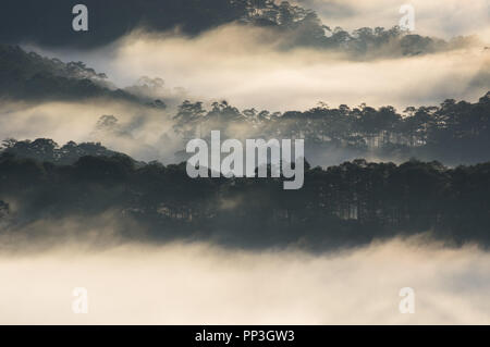 Hintergrund mit Nebel Abdeckung Kiefernwald und Magie des Lichts, Sonnenstrahlen, Artwork aufwendig gemacht, Landschaft und Natur, Bild für den Druck, Anzeige Stockfoto