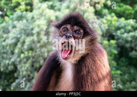 Spider Monkey Mexiko Stockfoto