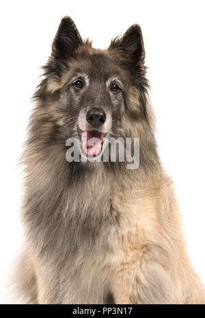 Portrait eines älteren tervueren Schäferhund auf weißem Hintergrund Stockfoto