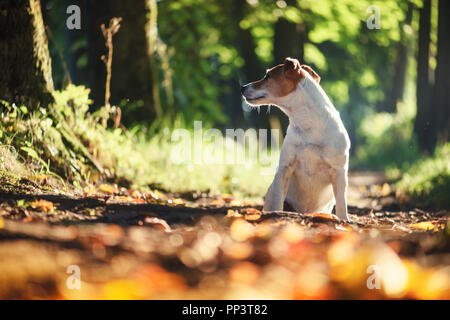 Ziemlich Jack Russel Terrier Hund auf Herbst Gasse. Tier Fotografie Stockfoto