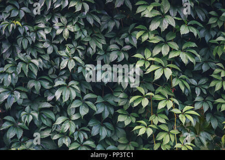 Textur von Efeu Blätter closeup. Grüne Wand im Garten. Gartenarbeit Hintergrund Stockfoto