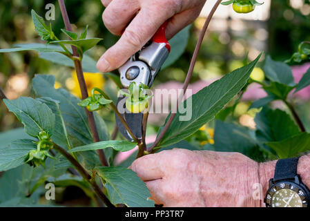 Disbudding Eine Dahlie Anlage mit gartenschere kleineren Knospen zu entfernen. Stockfoto
