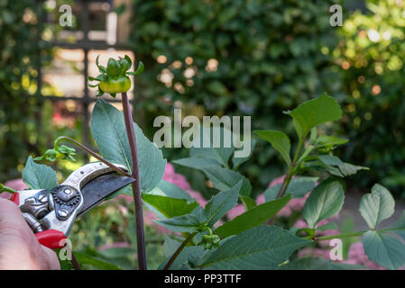 Disbudding Eine Dahlie Anlage mit gartenschere kleineren Knospen zu entfernen. Stockfoto