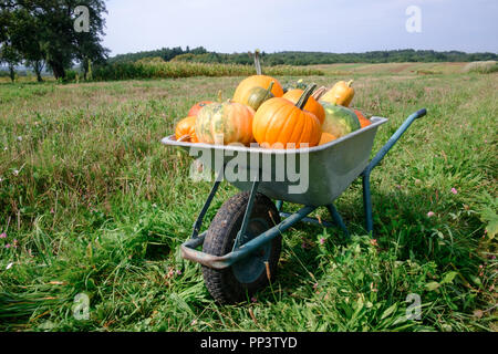 Verschiedene Kürbisse in Schubkarre auf Garten. Herbst- und Erntezeit Konzept. Halloween Hintergrund Stockfoto