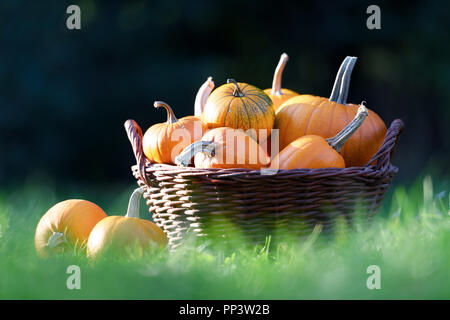 Verschiedene Kürbisse im Garten Warenkorb. Halloween und Herbst Hintergrund Stockfoto