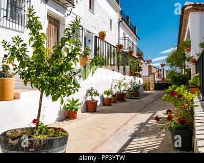 Malerische Gasse mit traditionellen weißen Häusern und Blumentöpfe in einem kleinen Dorf auf Mujedar route, Sedella, Axarquia, Andalusien, Spanien Stockfoto