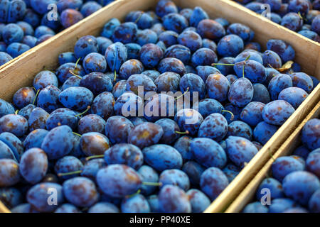 Blaue reife Pflaume liegt in Schachteln. Stockfoto