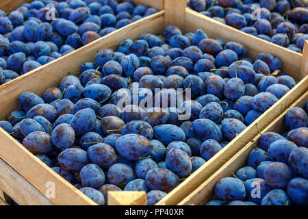 Blaue reife Pflaume liegt in Schachteln. Stockfoto