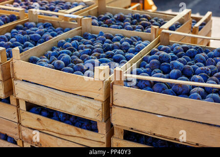 Blaue reife Pflaume liegt in Schachteln. Stockfoto