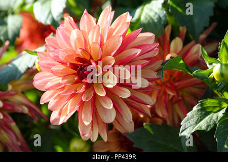 Vielzahl von chrysantheme Crazy Legs Dahlia, eine Blume in Nahaufnahme, einem großen orange-rot-rosa Blume von grünem Laub und ähnlichen Pflanzen umgeben. Stockfoto