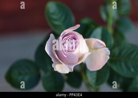 "Blue Girl" Hybrid Tea Rose, Tehybridros (Rosa) Stockfoto