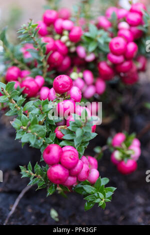 Chilenische Pernettya, Bärljung (Gaultheria mucronata) Stockfoto