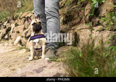 Französische Stier Hund. Französisch. Bulldogge Stockfoto