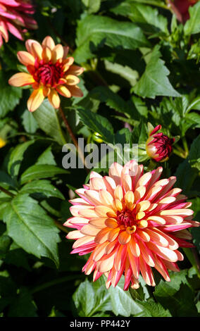 Vielzahl von chrysantheme Crazy Legs Dahlia, einer Blume Nahaufnahme, einem großen orange-rot-rosa Blume umgeben von grünem Laub und ähnlichen Pflanzen, Sonnig Stockfoto