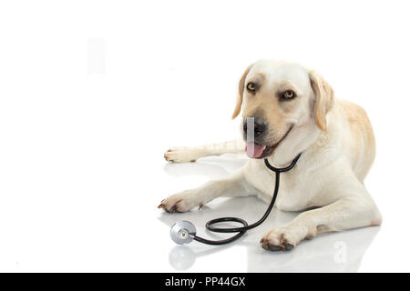 Hund mit STETHOSKOP LIEGEND GEGEN DEN WEISSEN HINTERGRUND. Isolierte AUFNAHME STUDIO. Stockfoto
