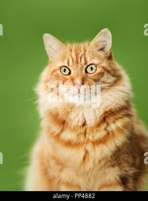 Nahaufnahme eines Ingwer Katze gegen grünen Hintergrund. Stockfoto