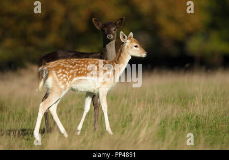 Zwei junge damwild Weiden auf der Wiese, im Herbst in Großbritannien. Stockfoto