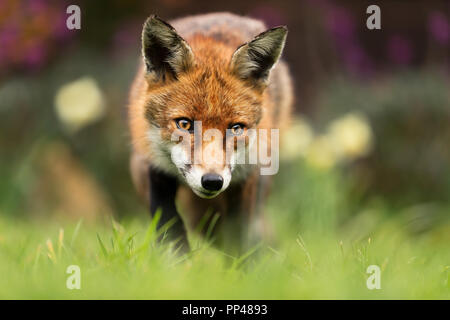 Nahaufnahme eines Red Fox, UK. Stockfoto