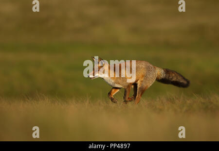 Nahaufnahme eines Red Fox läuft über das Feld. Stockfoto