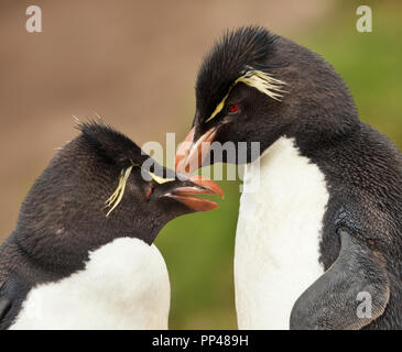 Nahaufnahme von Rockhopper Pinguine gegenseitig Putzen, Falkland Inseln. Stockfoto