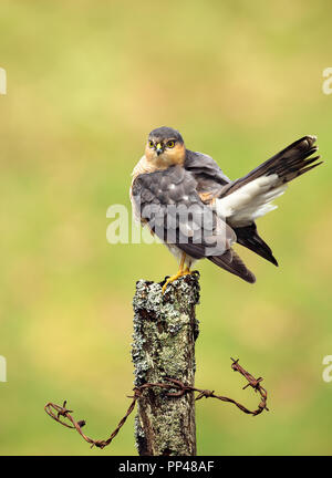 Nahaufnahme eines Erwachsenen eurasischen Sperber (Accipiter nisus) putzen auf einem hölzernen Pfosten, Schottland, Großbritannien. Stockfoto