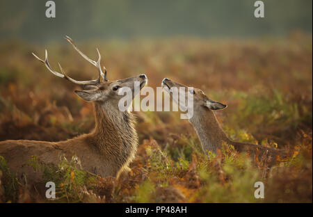 In der Nähe des Red deer Hirsch und eine Hirschkuh während der Brunftzeit, Herbst in Großbritannien. Stockfoto
