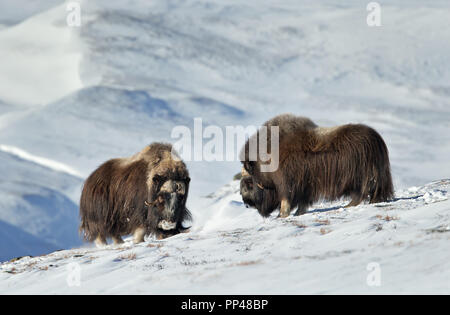 Nahaufnahme von zwei männlichen Moschusochsen (Ovibos moschatus) im verschneiten Dovrefjell Berge während der kalten Winter in Norwegen. Stockfoto