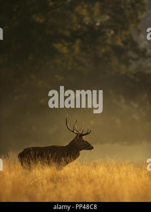 Red Deer stag bei Sonnenaufgang, UK. Stockfoto