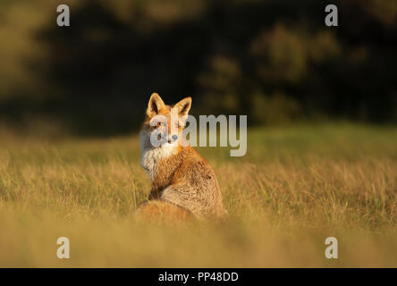 Red Fox sitzen im Feld an einem sonnigen Tag. Stockfoto