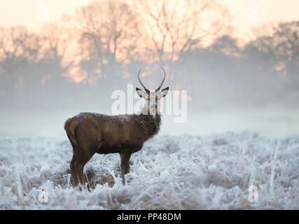 Junge Hirsche Buck im milchglas Gras auf einer frühen kalten Wintermorgen, England. Tiere im Winter. Stockfoto