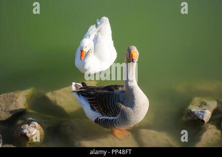 Porträt von zwei weißen Gänsen auf einem hellen sonnigen Hintergrund