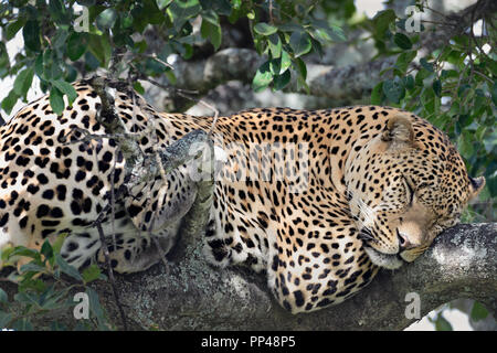 Große Afrikanische Leopard in den Bäumen der Serengeti ruhen Stockfoto