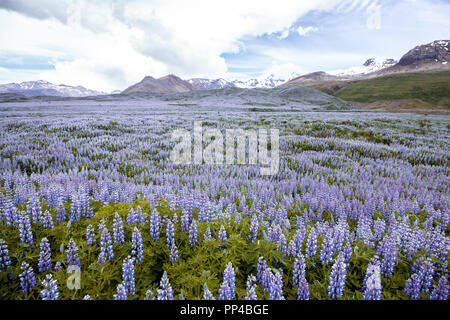 Wild lebendige lila und violett Lupinus/Lupin wächst auf der Wiese in Island, Europa. Landschaft Romanze, selektiven Fokus Stockfoto