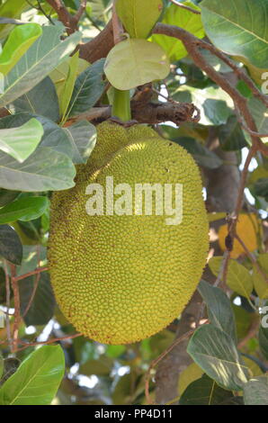 Artocarpus integer - Cempedak Frucht am Baum Stockfoto